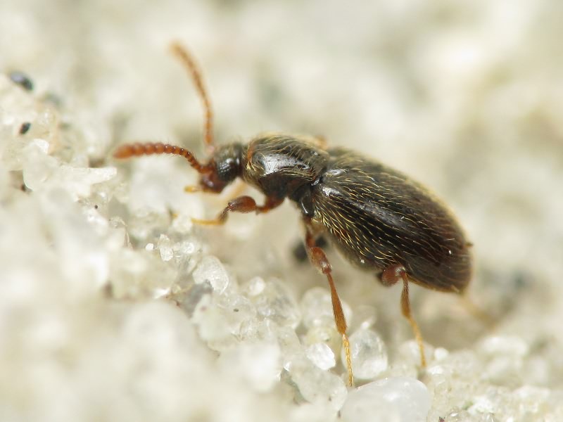 Nevraphes angulatus (Müller & Kunze, 1822)